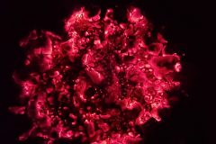 Burning Embers