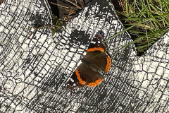Butterfly on planter